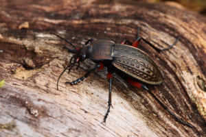 Biegacz wręgaty carabus cancellatus