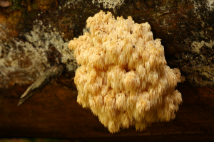 Sopl&oacute;wka jodłowa hericium alpestre