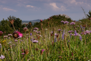 Szczytowa część wzniesienia z murawą kserotermiczną z udziałem goździka kartuzka dianthus carthusianorum i czosnku skalnego allium montanum