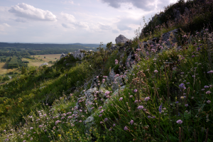 Szczytowa część wzniesienia z murawą kserotermiczną z udziałem goździka kartuzka dianthus carthusianorum i czosnku skalnego allium montanum