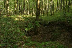 Grąd porastający dawne wyrobiska g&oacute;rnicze