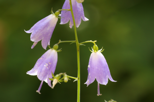 Dzwonecznik wonny adenophora liliifolia