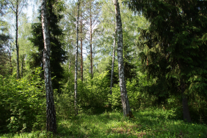 Drzewostan z roślinnoscią ciepłolubną porastający dawne pole g&oacute;rnicze