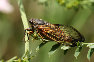 Piewik pstroskrzydły (cykada podolska) cicadetta podolica