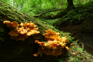 Ż&oacute;łciak siarkowy laetiporus sulphureus
