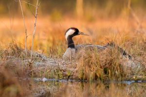 Żuraw grus grus