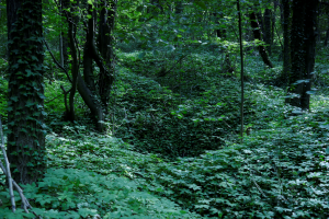 Grąd subkontynentalny tilio cordatae-carpinetum z bluszczem pospolitym pokrywającycym dawne pole g&oacute;rnicze