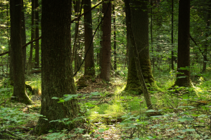 Grąd subkontynentalny tilio cordatae-carpinetum sasiadujący z podtapianym okresowo olsem