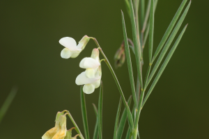 Groszek panoński lathyrus pannonicus