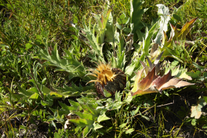 Dziewięćsił popłocholistny carlina onopordifolia