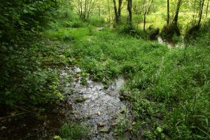 Wywierzyska