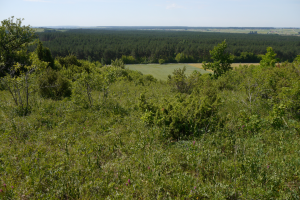 Ciepłolubne zbiorowiska krzewiaste z jałowcem pospolitym juniperus communic