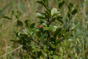 Wisienka stepowa cerasus fruticosa
