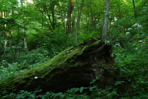Grąd subkontynentalny tilio cordatae-carpinetum