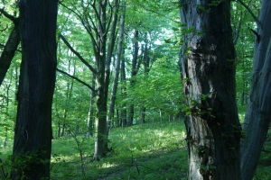 Grąd subkontynentalny tilio cordatae-carpinetum